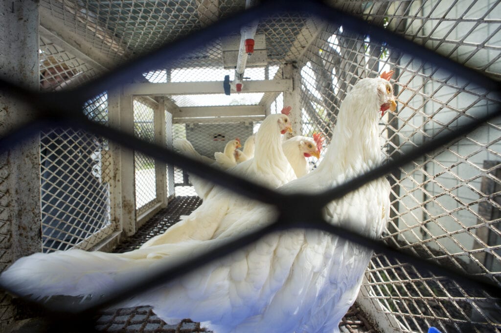 Leghorn Laying Chickens Used to Detect Mosquito-borne Diseases [Source: Orange County Register]