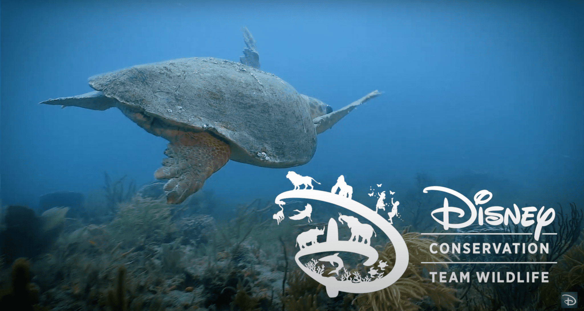 7 Incredibly Awesome Things Disney Does for the Environment