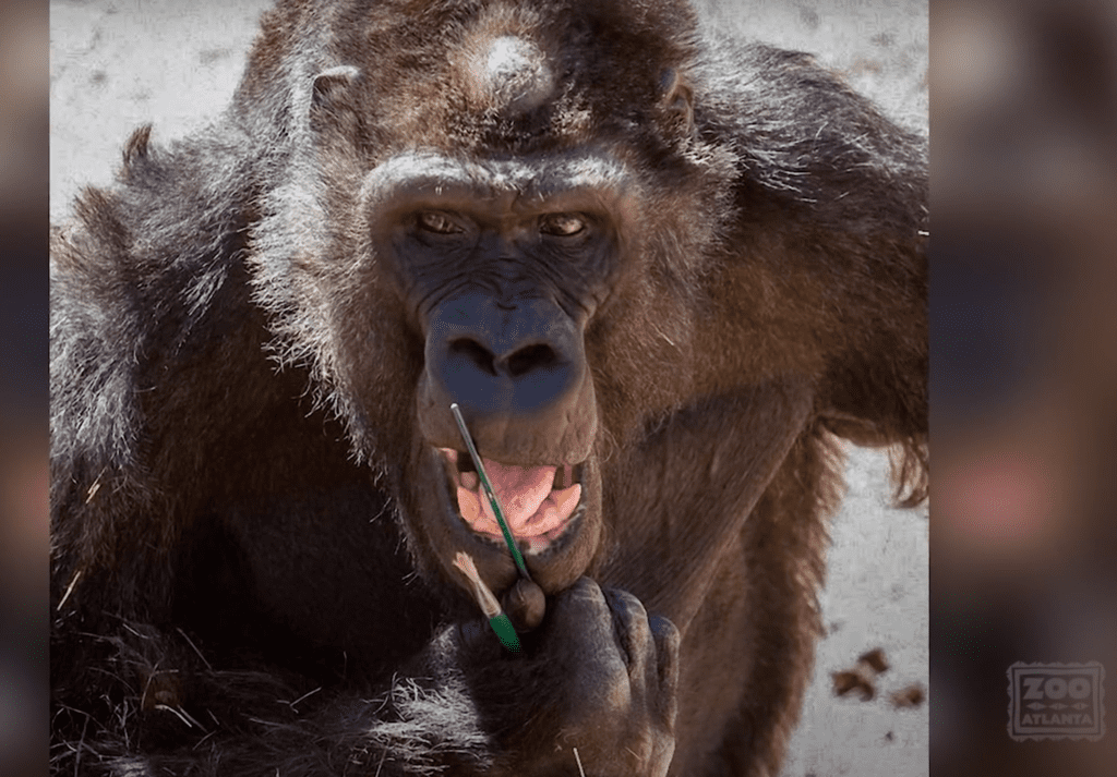 Ivan the Gorilla with Paint Brushes [Source: Zoo Atlanta via YouTube]