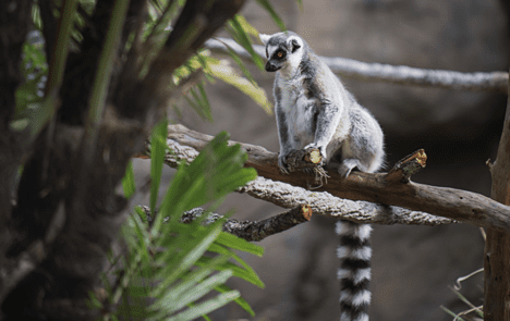 Disney World Discovery Island Animals [Source: Disney]